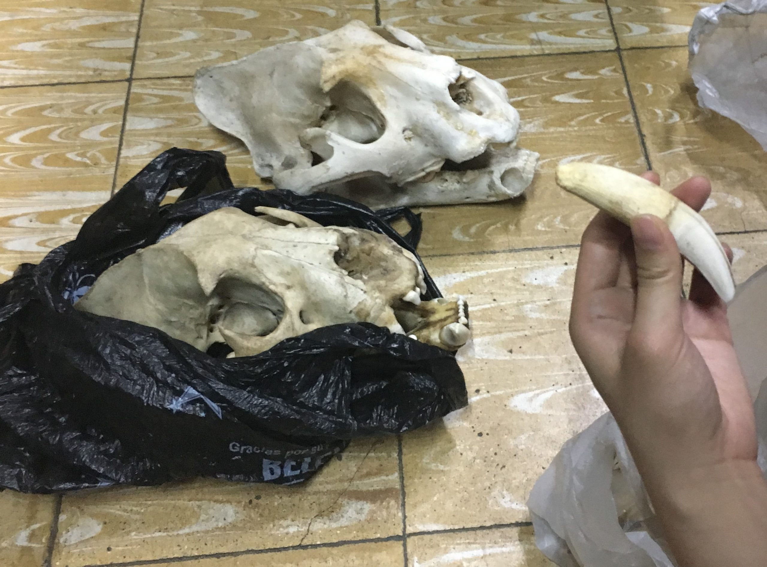 Las partes de jaguar que son traficadas son poco accesibles. Hay que pasar varios filtros de confianza para acceder a este tipo de evidencias. Foto: Earth League International (ELI)