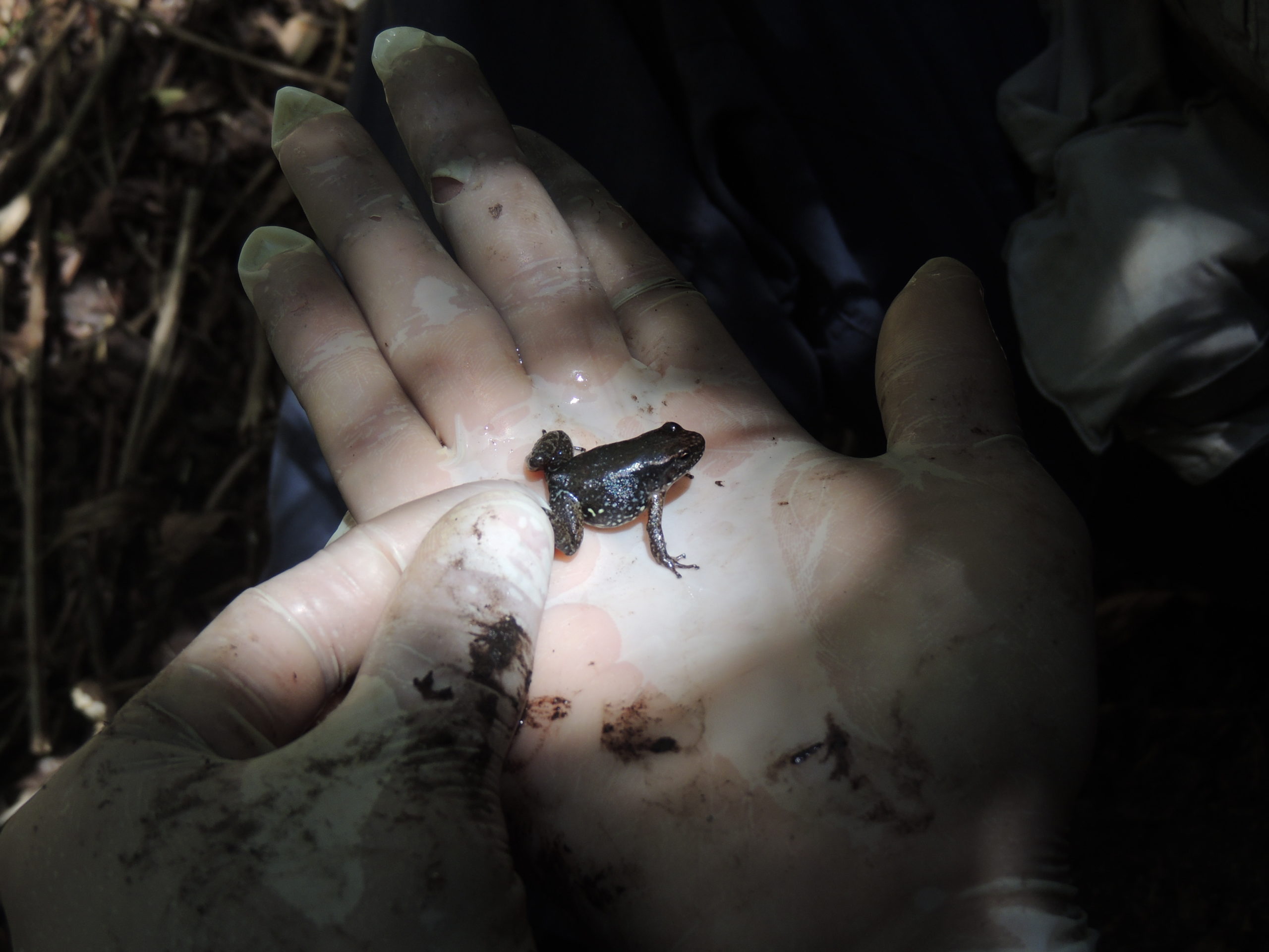 La ranita de Mucuchíes es una especie de colores poco llamativos, tamaño pequeño y cantos muy agudos. El no ser colorida le resta interés para su conservación y protección. Por ello, Enrique La Marca la incluye en la categoría que él llama “las cenicientas de las ranas”. Foto: María Fernanda Rodríguez.