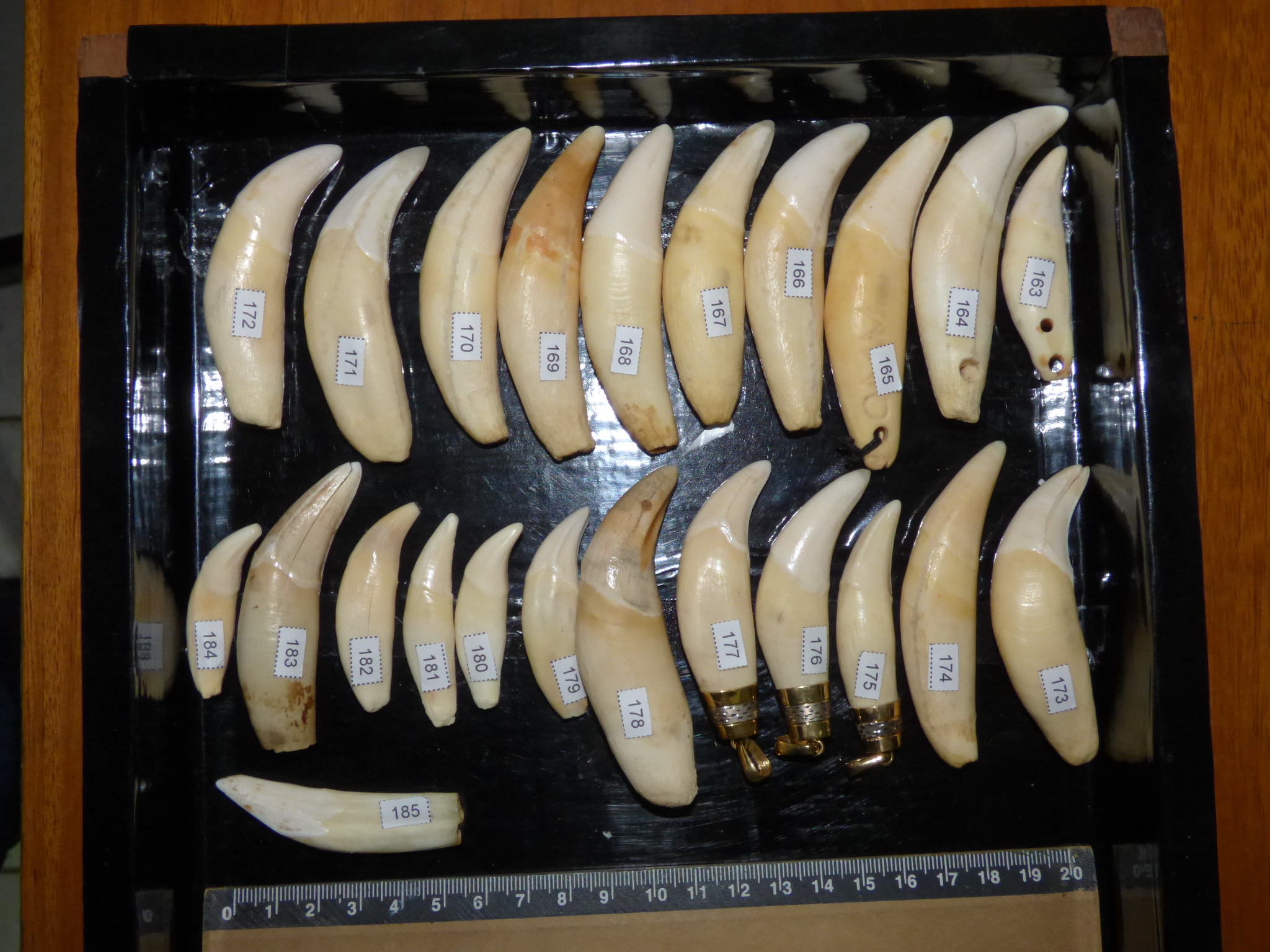 Una de las tres cajas de colmillos examinadas, con dientes de jaguar, puma y uno de chancho de monte. Foto: Damián Rumiz-Museo NKM.