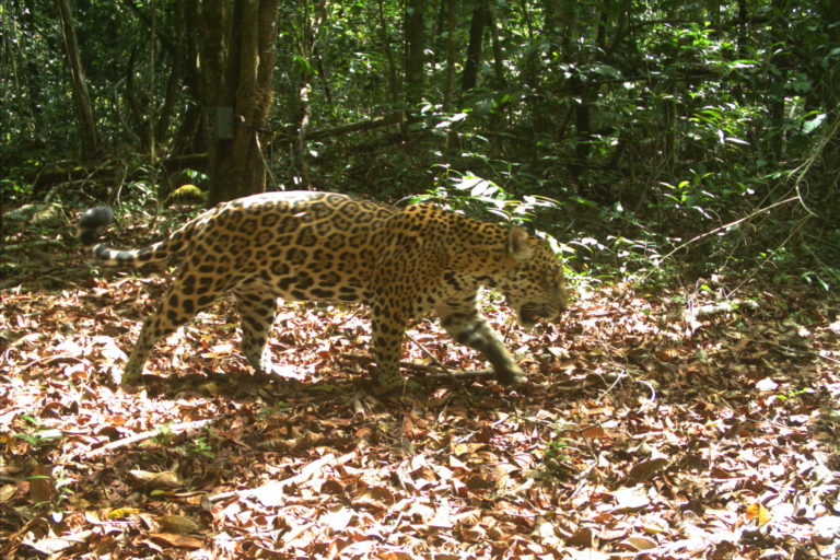 Amalia era la jaguar que más apariciones tuvo en las cámaras trampa de Vanessa Kadosoe, en el Parque Natural Brownsberg. Pero desde febrero del 2020, la científica no volvió a verla. Foto: Institute for Neotropical Wildlife and Environmental Studies (NeoWild).