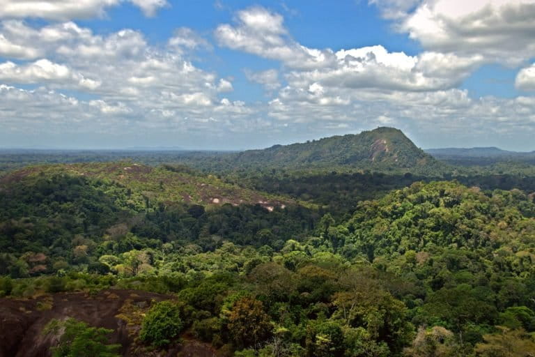 La Reserva Natural de Surinam Central fue nombrada por la Unesco como Patrimonio de la Humanidad. En el norte de esta reserva se han registrado alertas de caza furtiva de jaguares para el tráfico. Foto: David Evers / Wikimedia Commons.