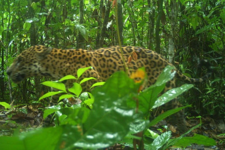 Organizaciones como Panthera también han realizado estudios para medir la población de jaguar en este país sudamericano. Foto: Panthera Surinam.