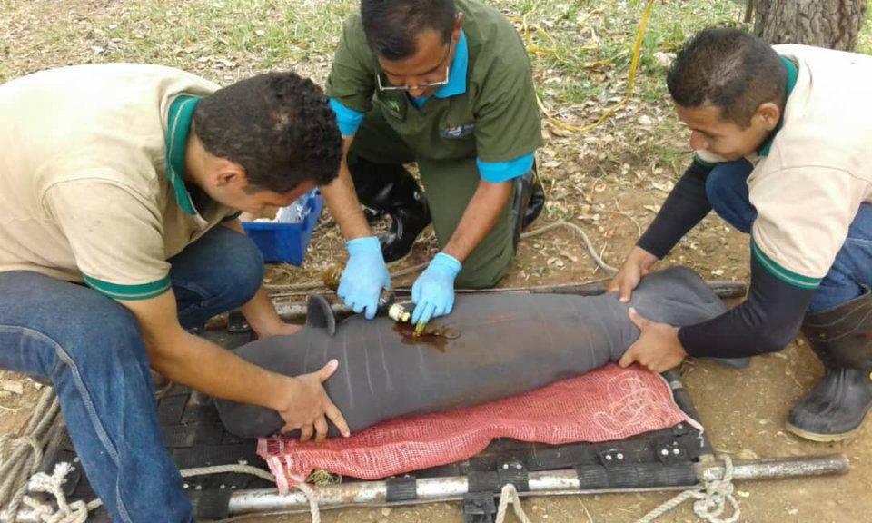 Un manatí es atendido por el personal que del Zoológico y Jardín Botánico Bararida. Foto: Carlos Silva.