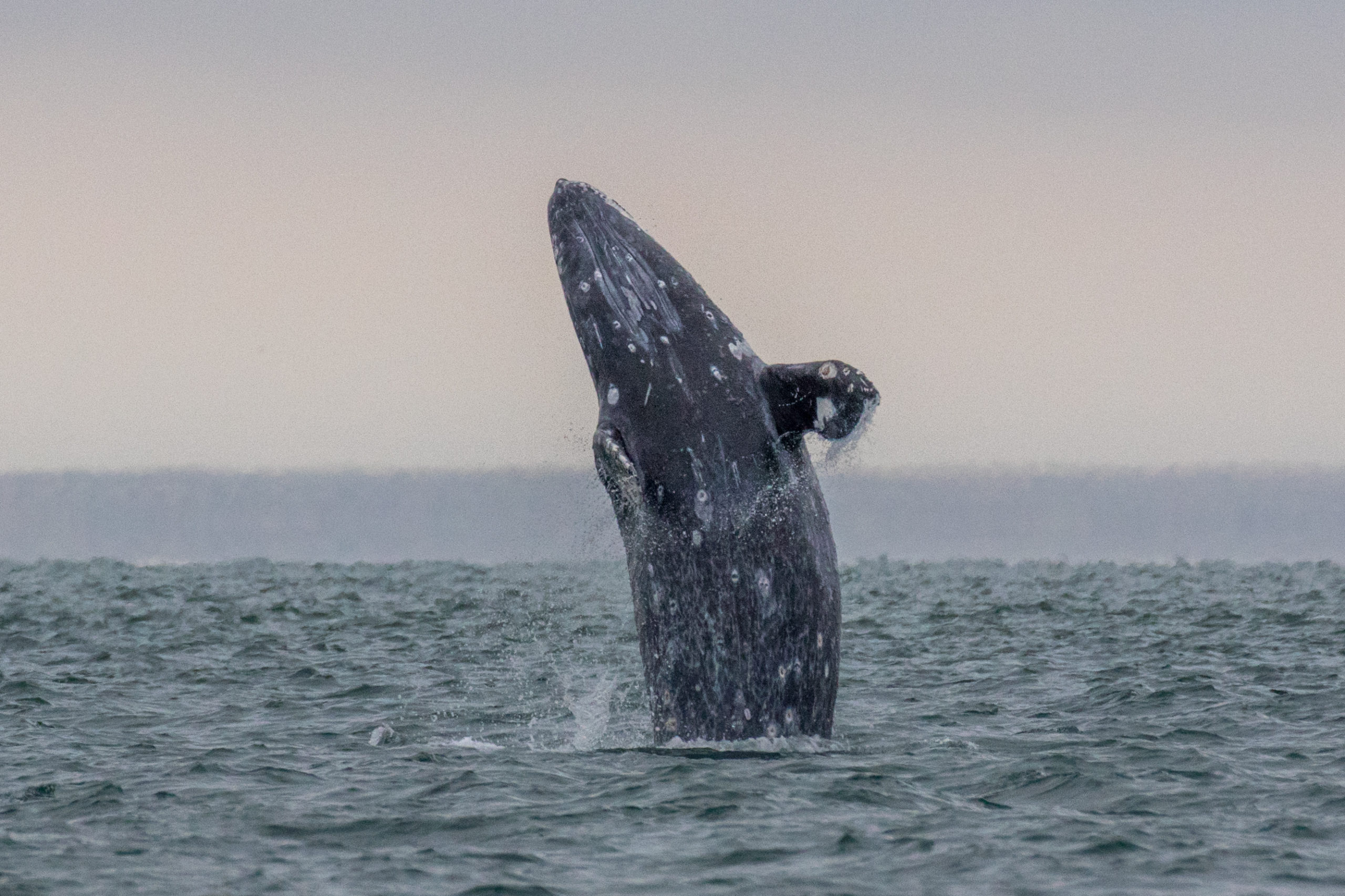 La ballena gris se ha convertido en una especie bandera de la conservación en el norte de México. Foto: Oceana.
