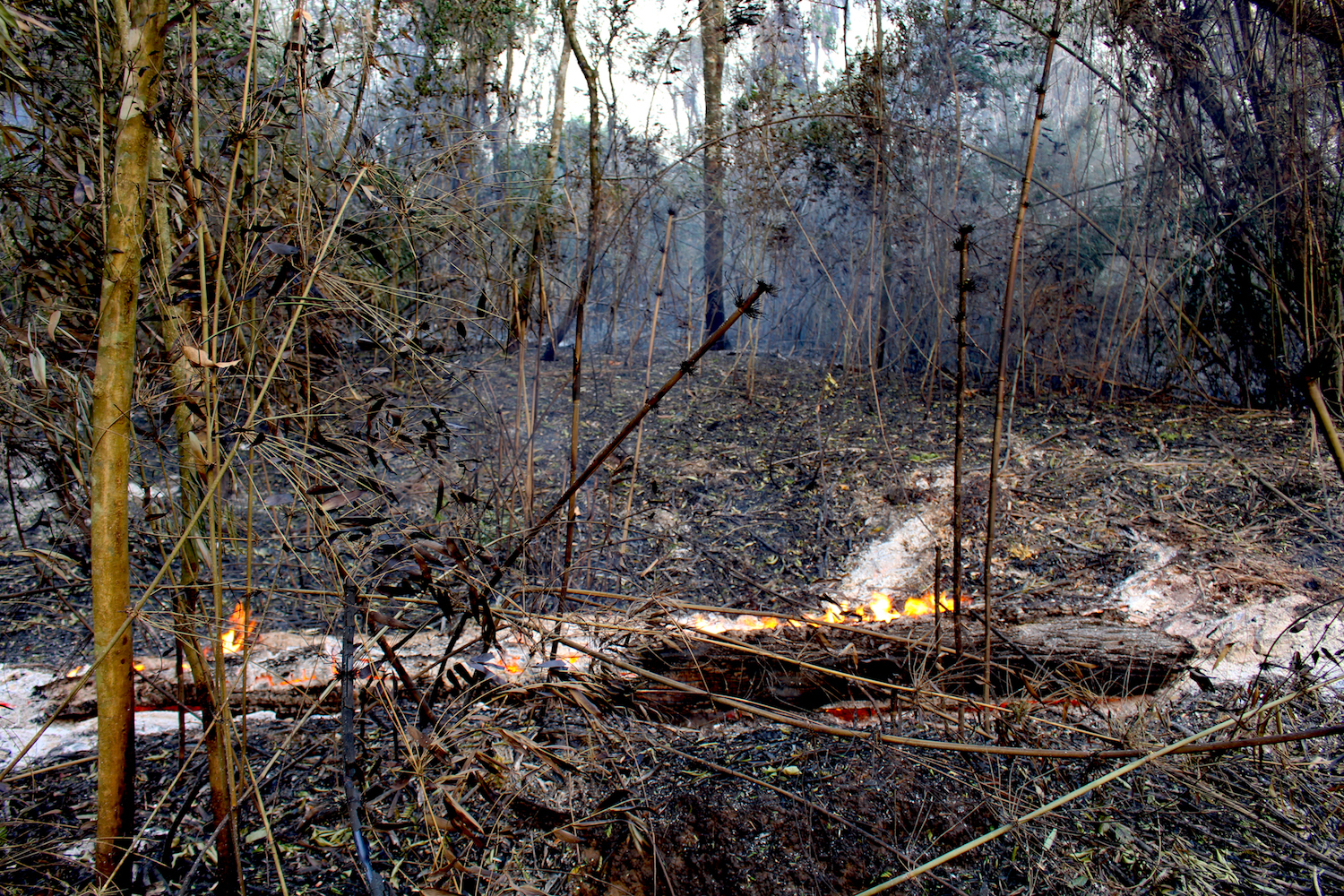 San Rafael Reserve was affected by fires in late 2020 at a scale that had previously not been recorded. Photo by Hugo Garay/WWF.