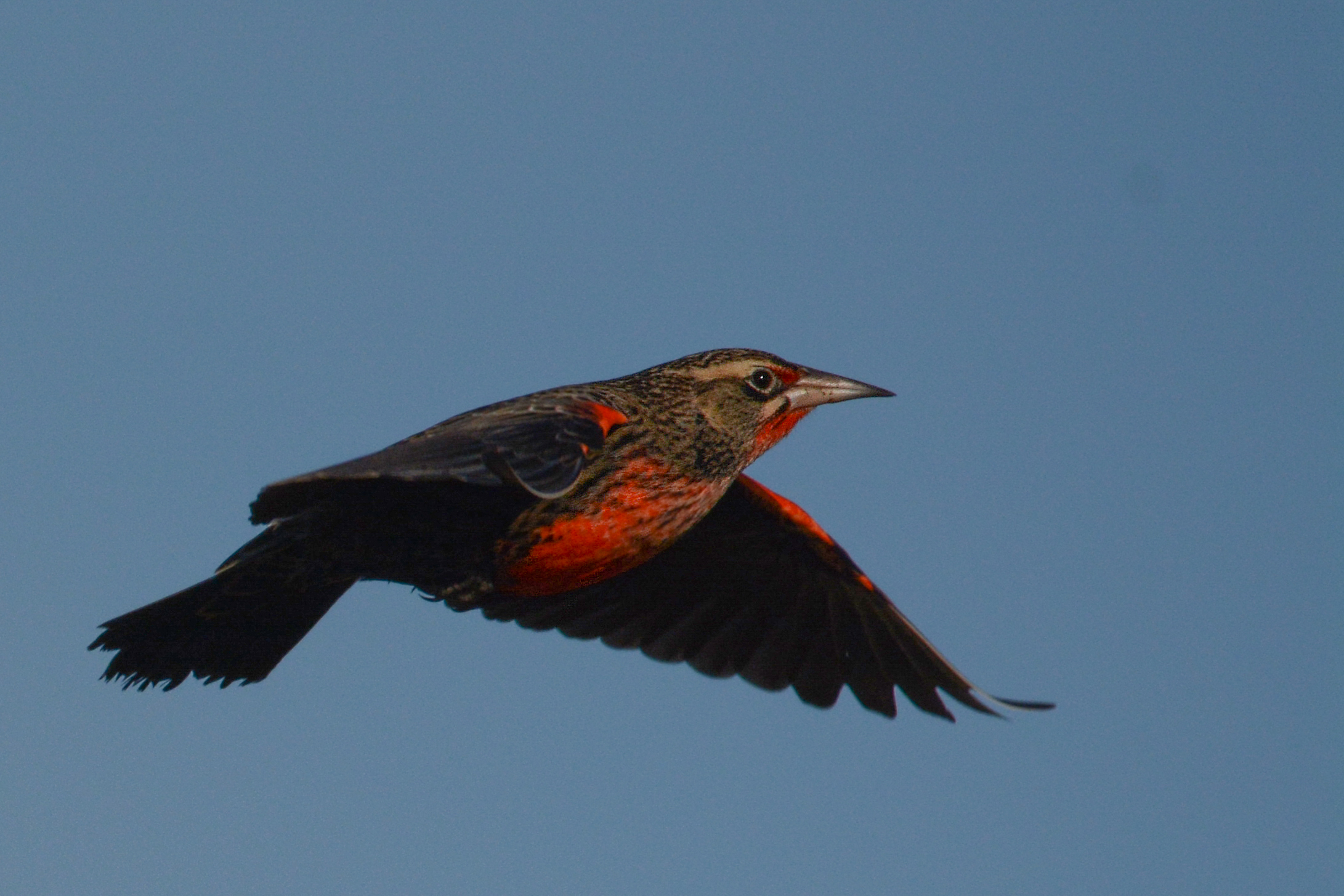 La carencia de datos concretos sobre la cantidad de loicas pampeanas que sobrevuelan los campos bonaerenses es un inconveniente mayúsculo para seguir la evolución de la especie. Foto: Ricardo Fernández Chaves.