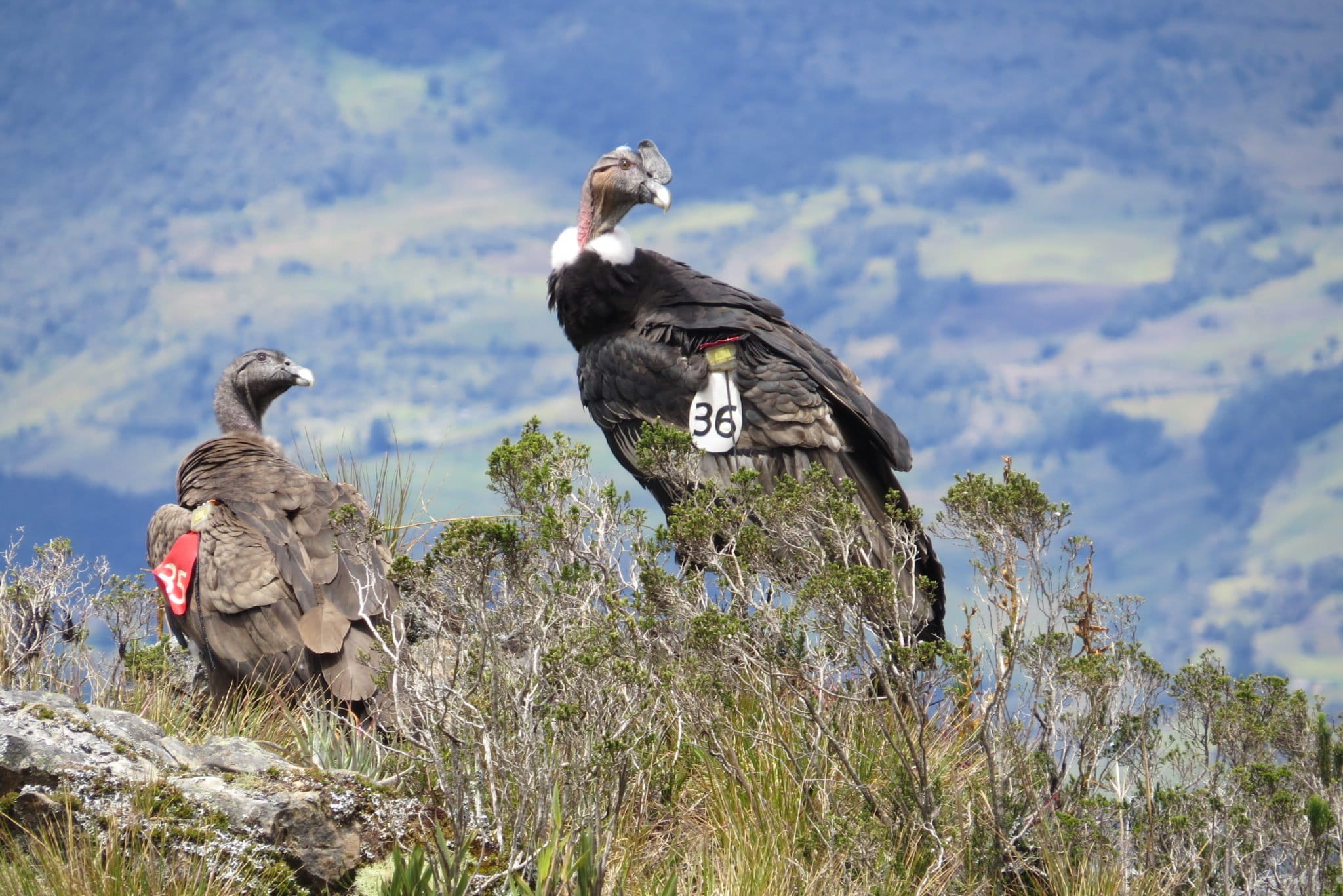 El cóndor andino no pasa por un buen momento en Colombia