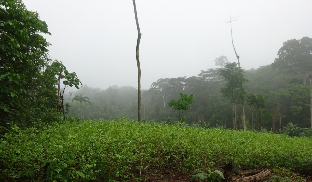 Residents of the Santa Rosillo de Yanayaku community have reported coca cultivation in their territory. Image courtesy of anonymous source.