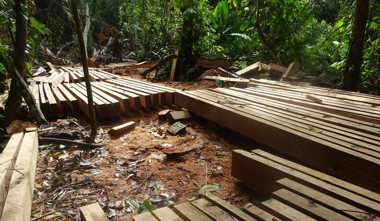 Trees are being logged and milled into lumber in the rainforest. Image courtesy of anonymous source.