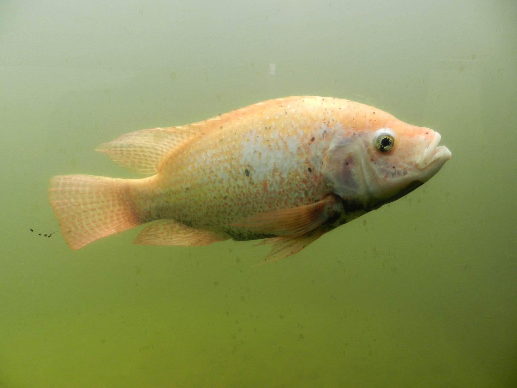 La tilapia una especie invasora que se extiende en Ecuador sin
