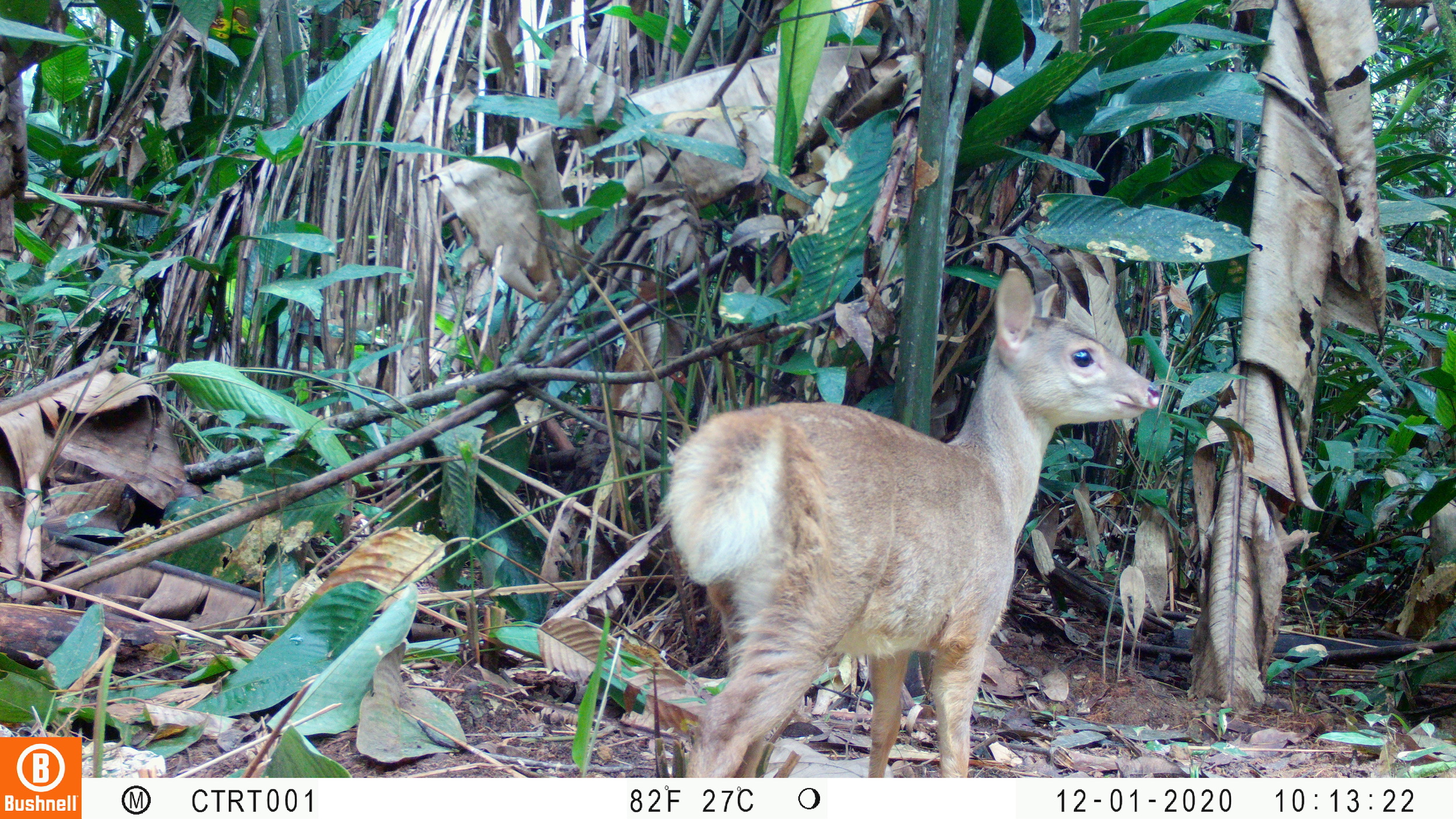 Venado de cola blanca. (Odocoileus virginianus). Foto: Instituto Humboldt Colombia.