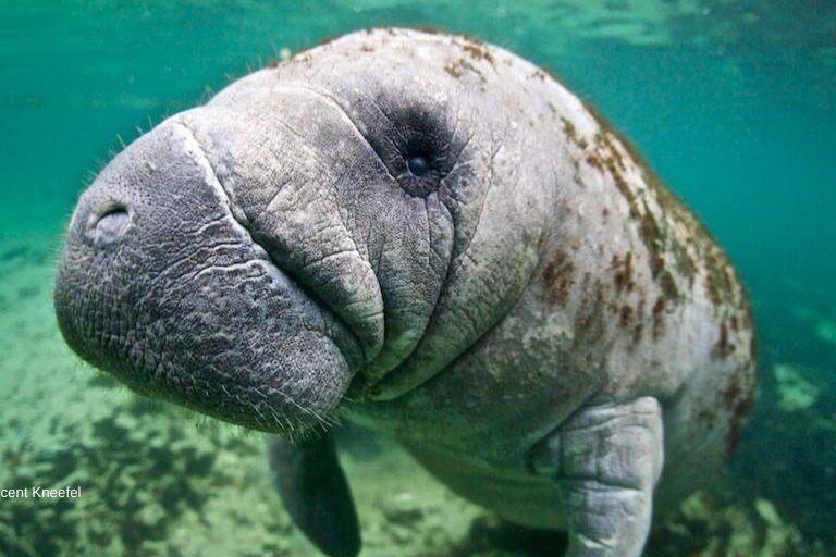 El manatí antillano (Trichechus Manatus) es una especie en peligro crítico, según la Lista Roja de la UCIN. Foto: Vincent Kneefel / WWF