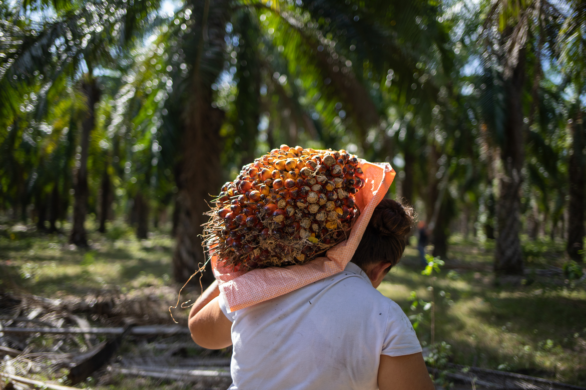 Kenia tiene 38 años y trabaja recolectando la fruta de palma aceitera que sus compañeros cortan. La plantación donde Kenia y sus compañeros trabajan empezó a cultivarse cuando, en 2012, llevaron a cabo un proceso de recuperación de tierras. Trujillo, Colón, 10 de agosto de 2021. Foto: Martín Cálix / Contracorriente.