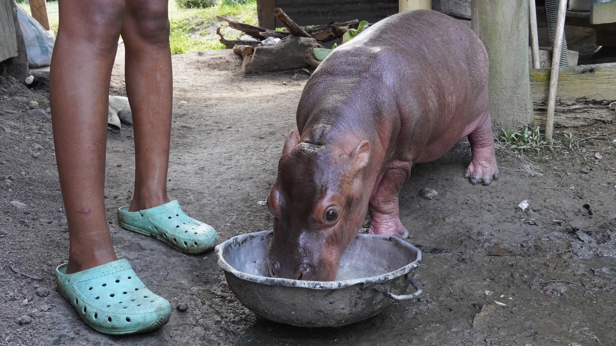 La alimentación de un hipopótamo es un lujo para la gente de Doradal, pero lo hacen con la esperanza de vender el animal y recuperar la inversión. Foto: Diana María Pachón.