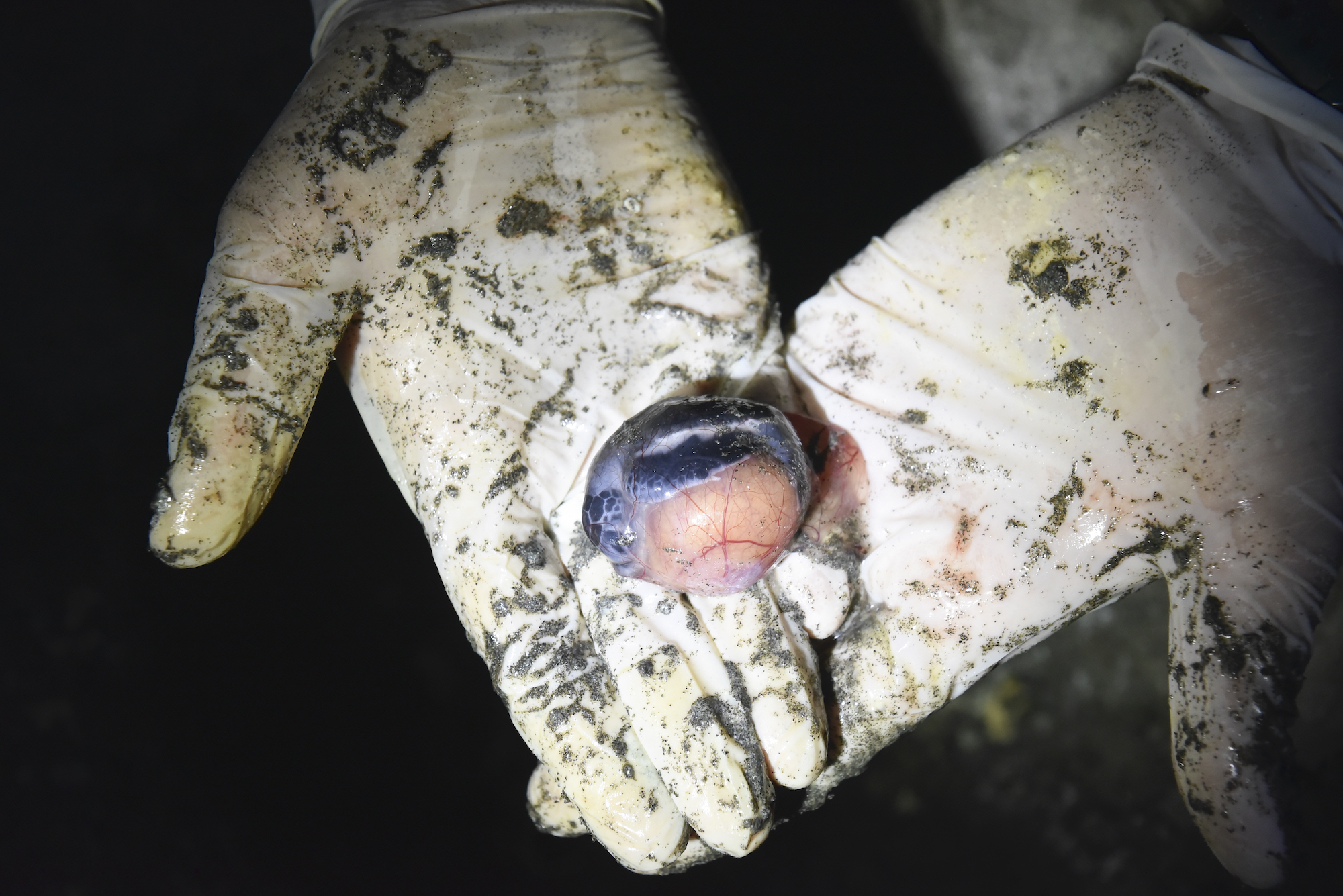 Los huevos que no eclosionan también se analizan. En algunos casos, incluso se toman muestras de tejido para análisis de ADN. Foto: Nina Cordero.