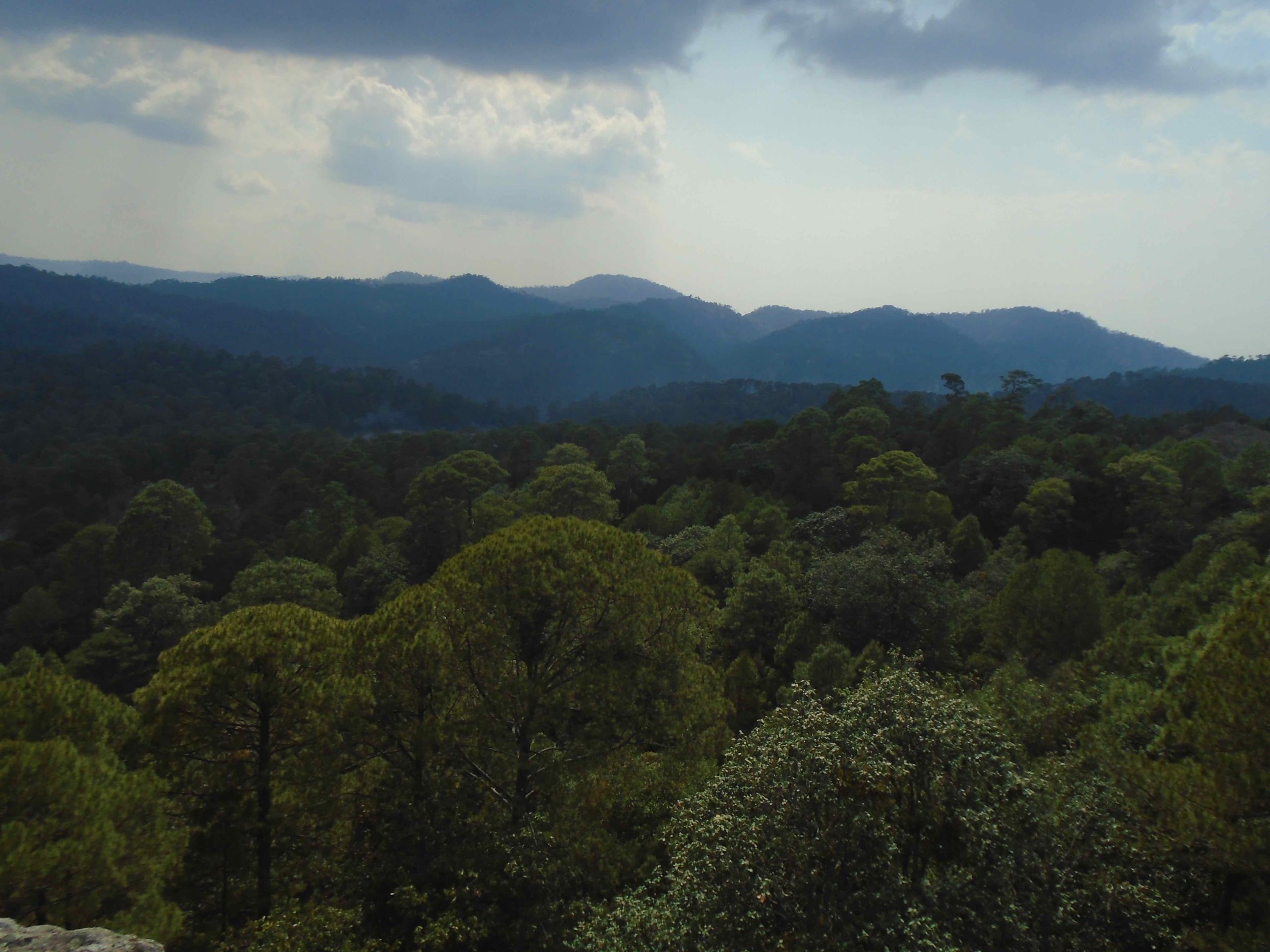 Bosques_Durango_México