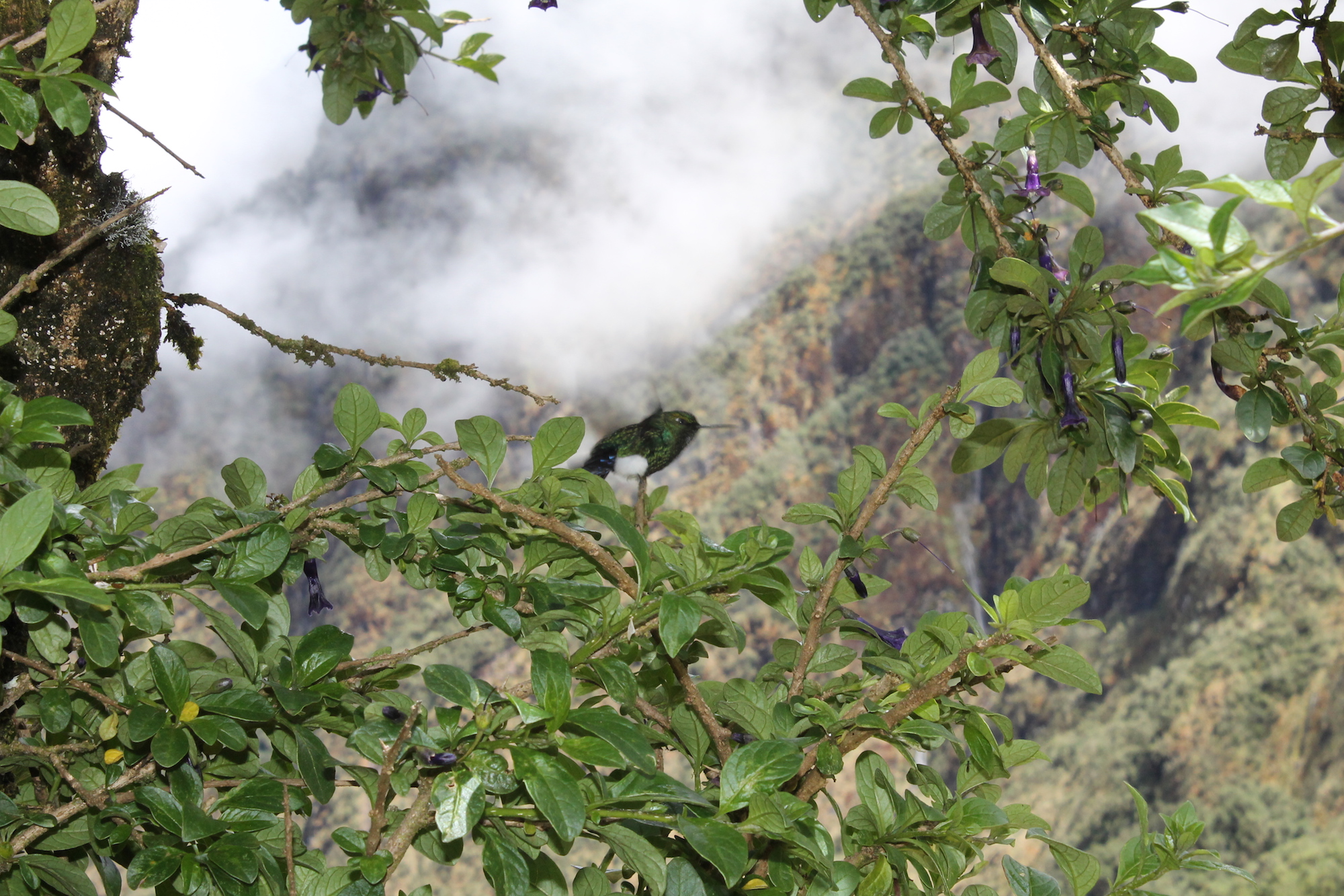 Perú cinco nuevas áreas de conservación privada protegen bosques y