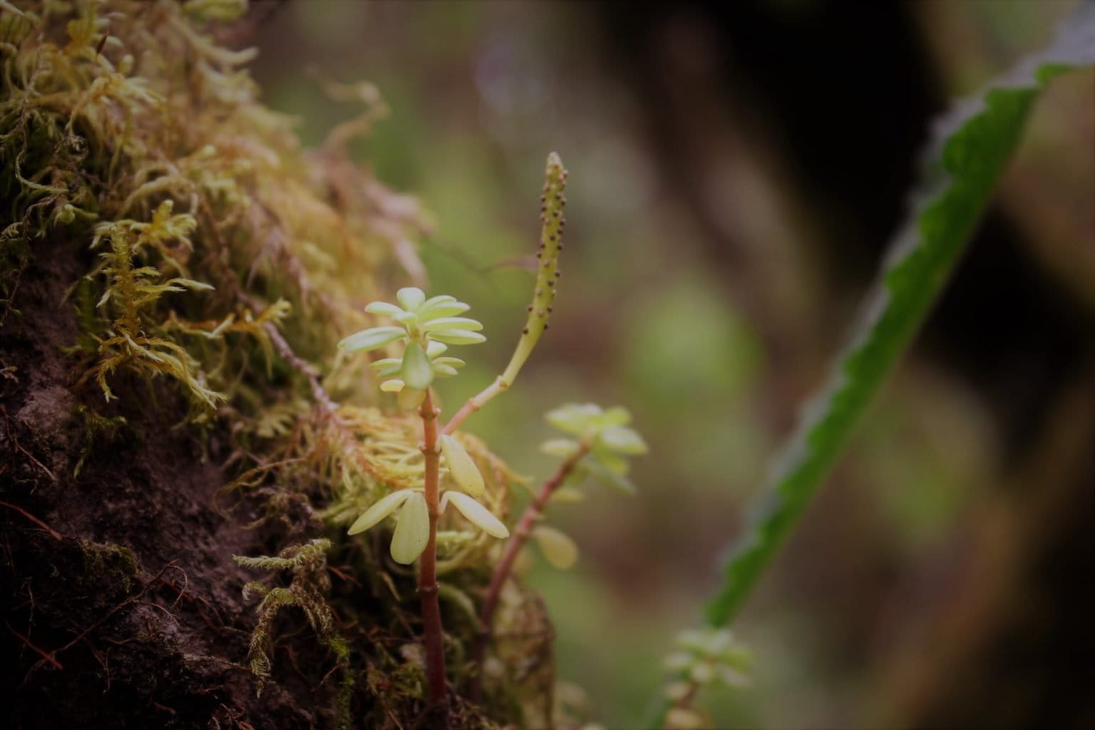Perú cinco nuevas áreas de conservación privada protegen bosques y