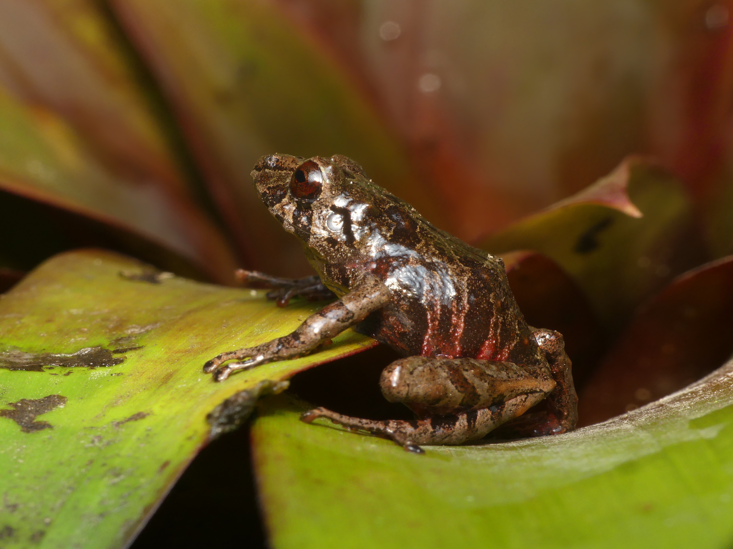 Pristimantis burtoniorum. Foto: Juan Pablo Reyes-Puig.