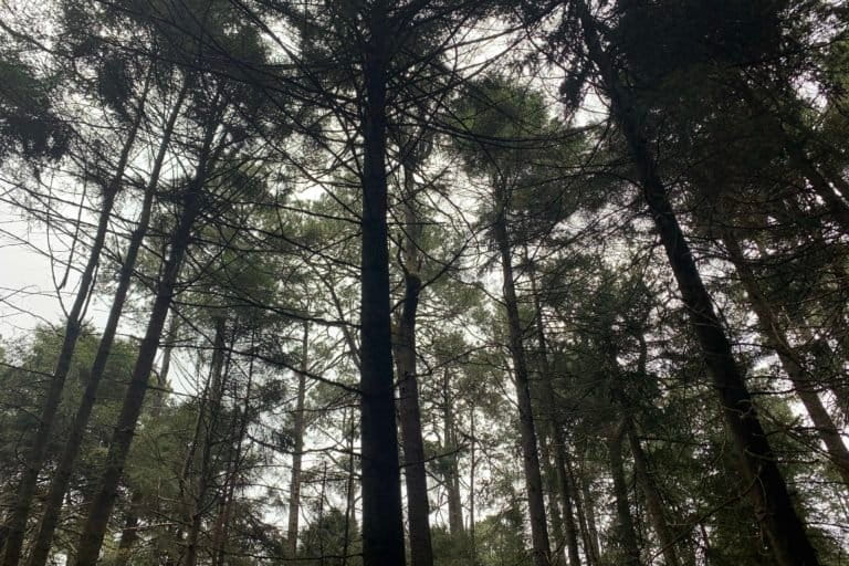 Bosques Estado de México