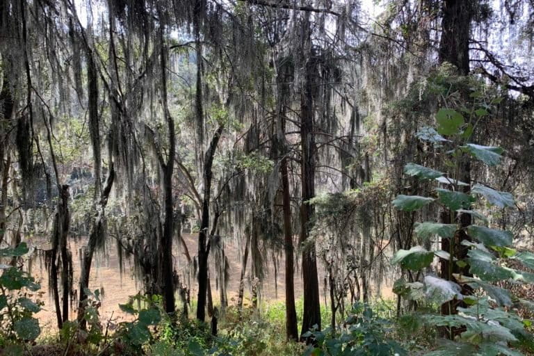 Bosques Estado de México