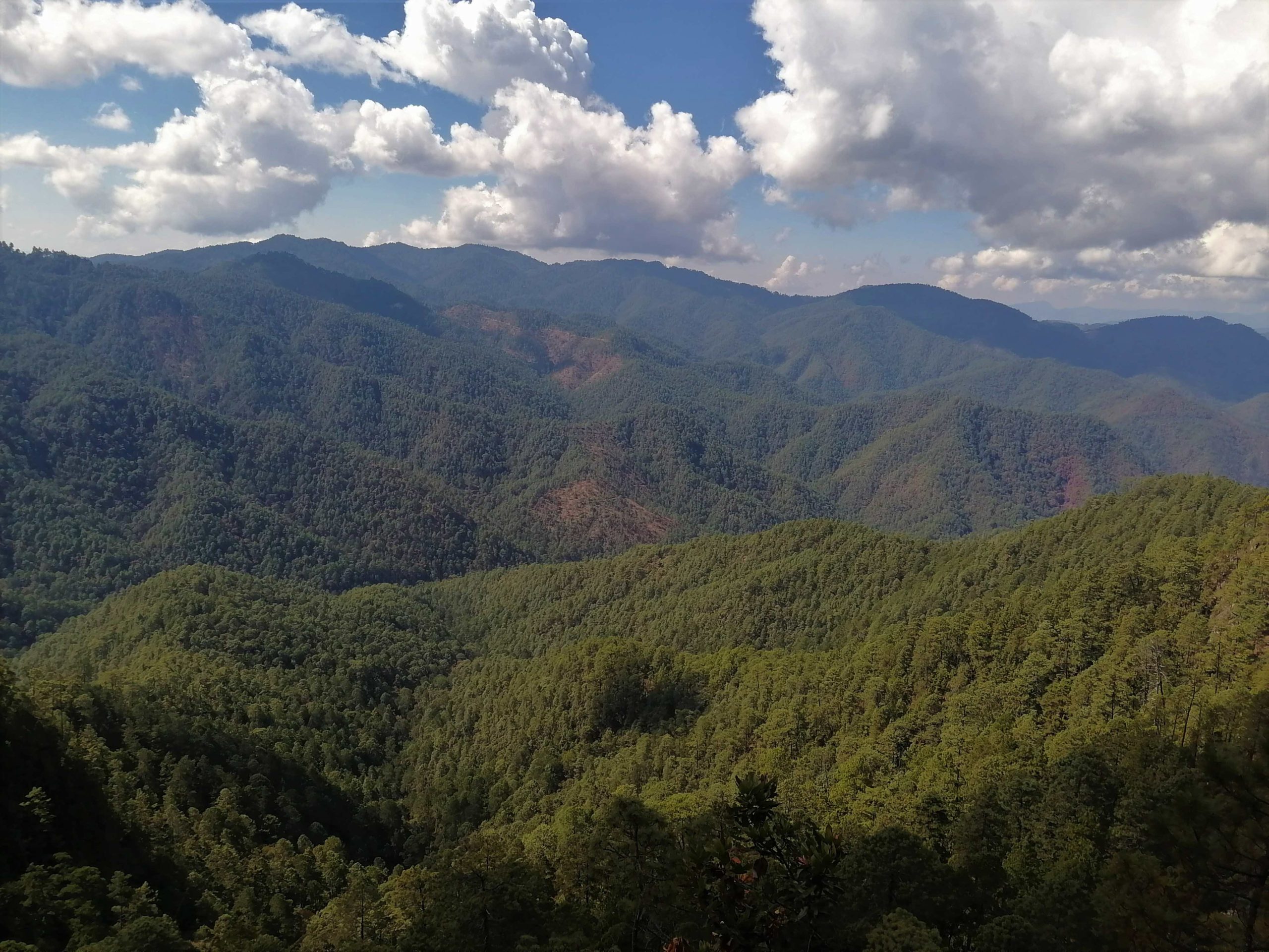 Bosques_Oaxaca_México