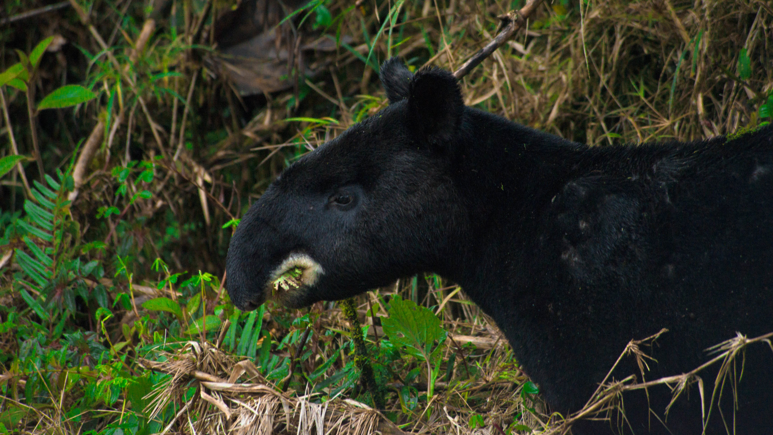 La danta de montaña se alimenta de al menos 140 especies de plantas. Foto: Gustavo Adolfo Pisso Flórez.