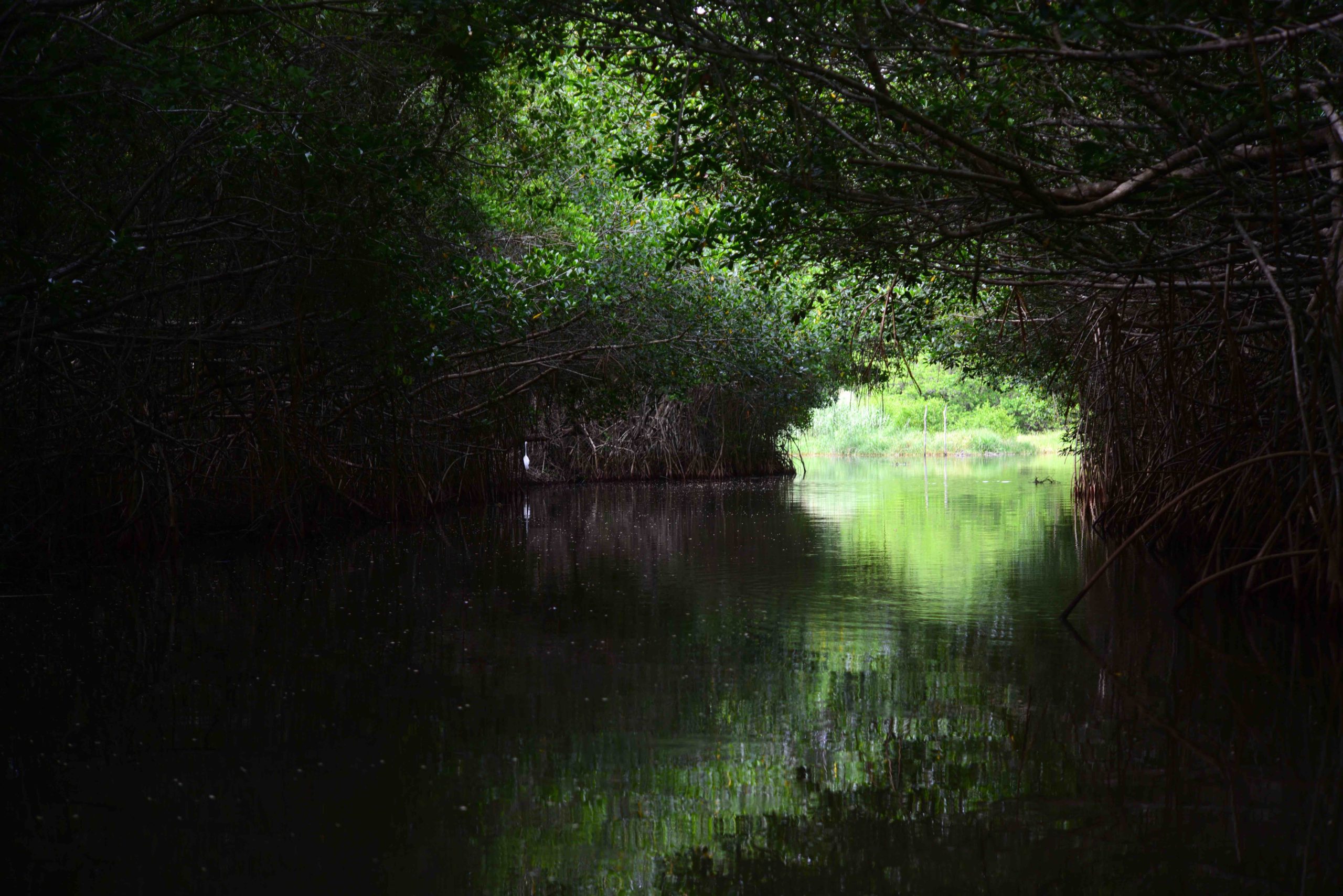 Bosques México_Manglares