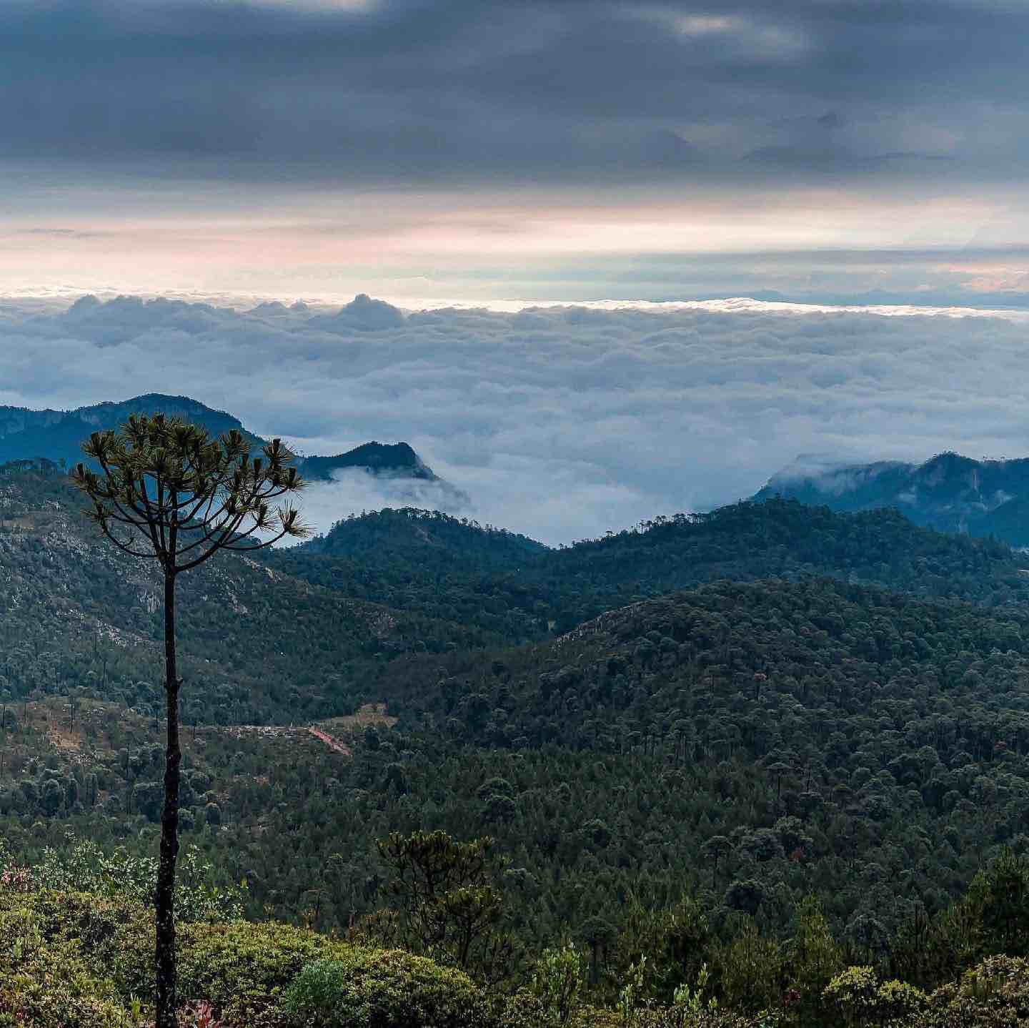 Bosques México Hidalgo