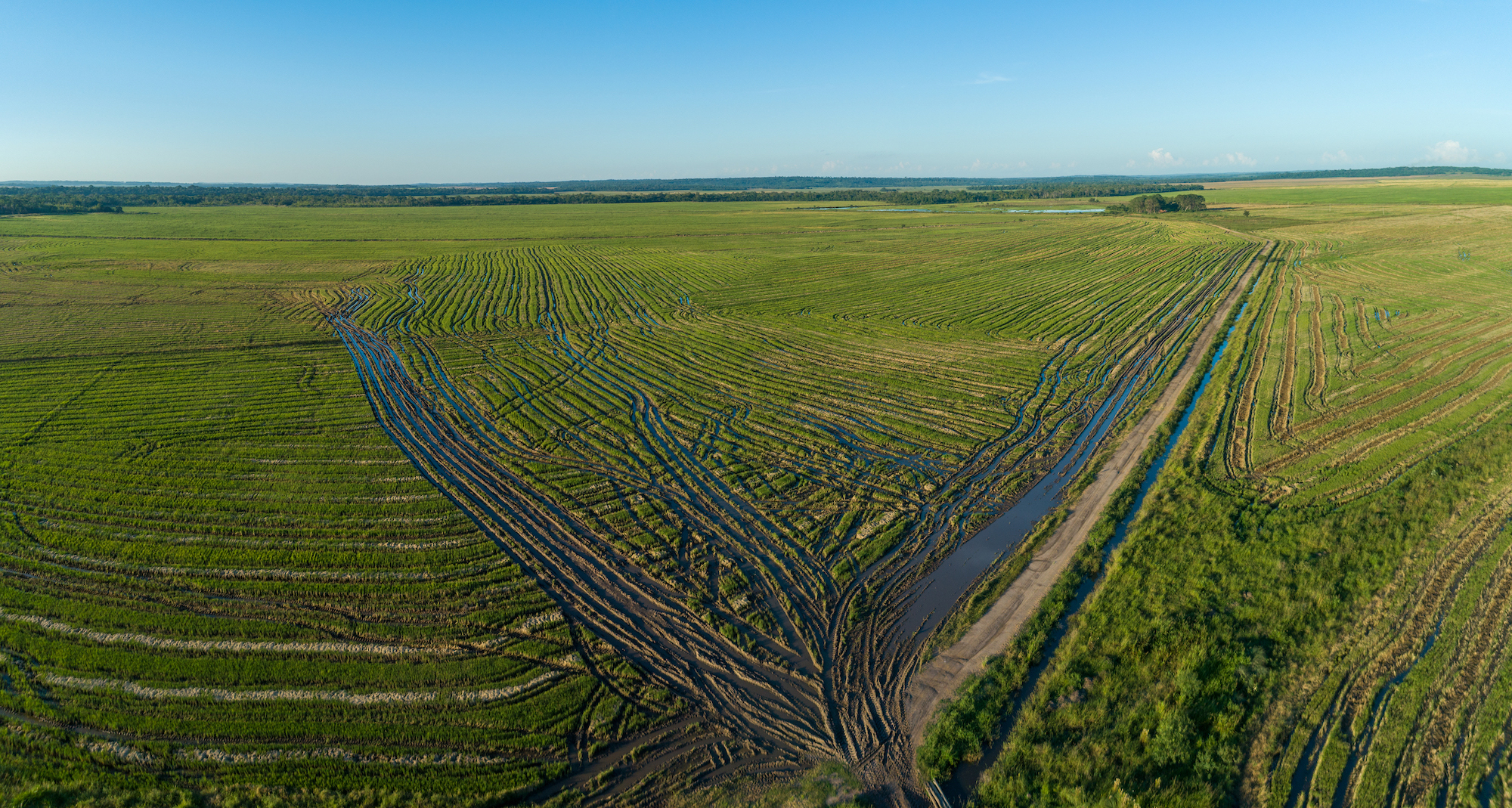 El arrozal de la familia Méndez es el modelo imperante de plantación del cereal cada vez más producido en Paraguay. Un modelo eficiente pero cuestionado, por un lado, debido al uso de agroquímicos. Y por el otro, debido a las emisiones de metano producidas por la inundación del terreno. Foto: Maximiliano Manzoni.