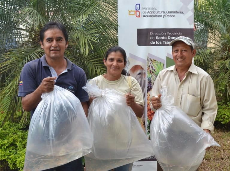 La tilapia una especie invasora que se extiende en Ecuador sin