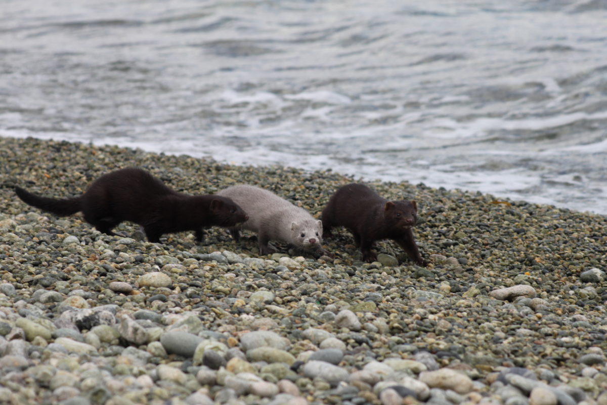 Tres visones americanos caminan despreocupados por la orilla de una laguna. El puma es prácticamente el único depredador que tiene la especie en la Patagonia. Foto: Romina Mancilla.