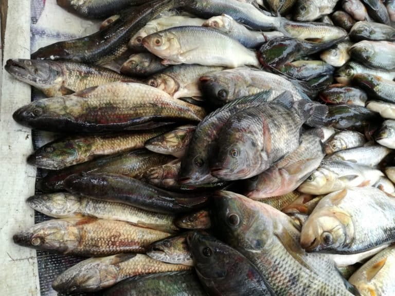 La tilapia una especie invasora que se extiende en Ecuador sin
