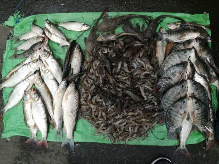 La tilapia una especie invasora que se extiende en Ecuador sin