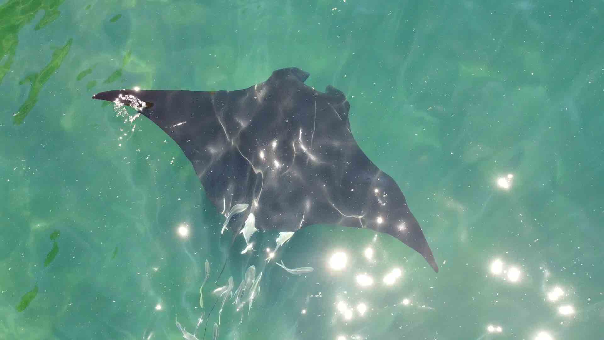Mantas gigantes_Jalisco_México