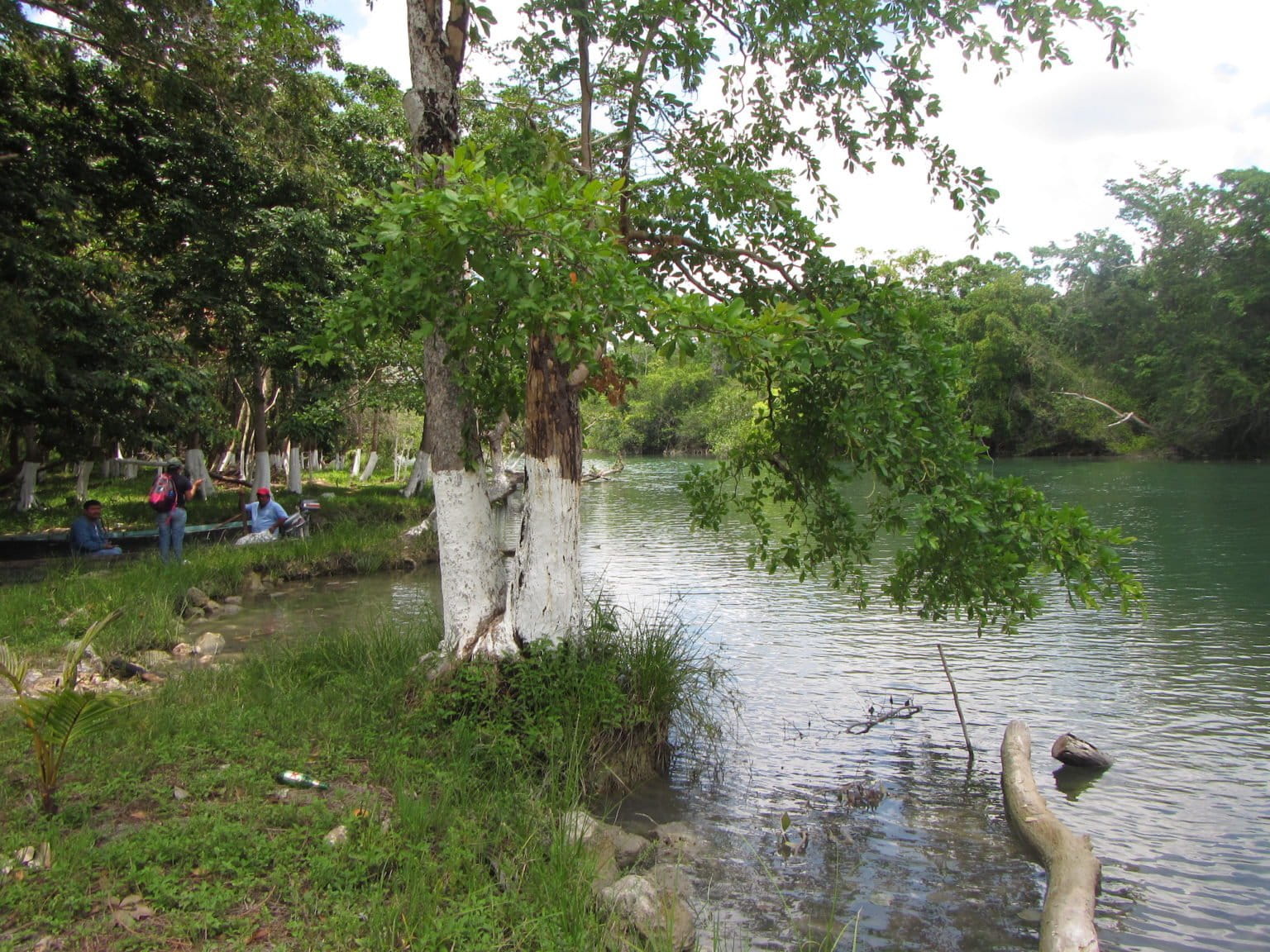 Río Hondo el afluente que urge proteger para conservar al manatí antillano en México y Belice