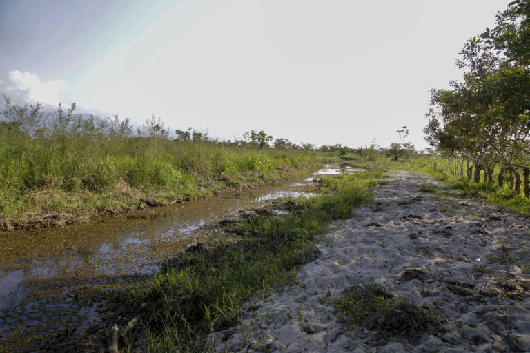 Agua estancada camino hacia la laguna de Jaloa, Omoa. Cortés, Honduras. Foto CC / Fernando Destephen.