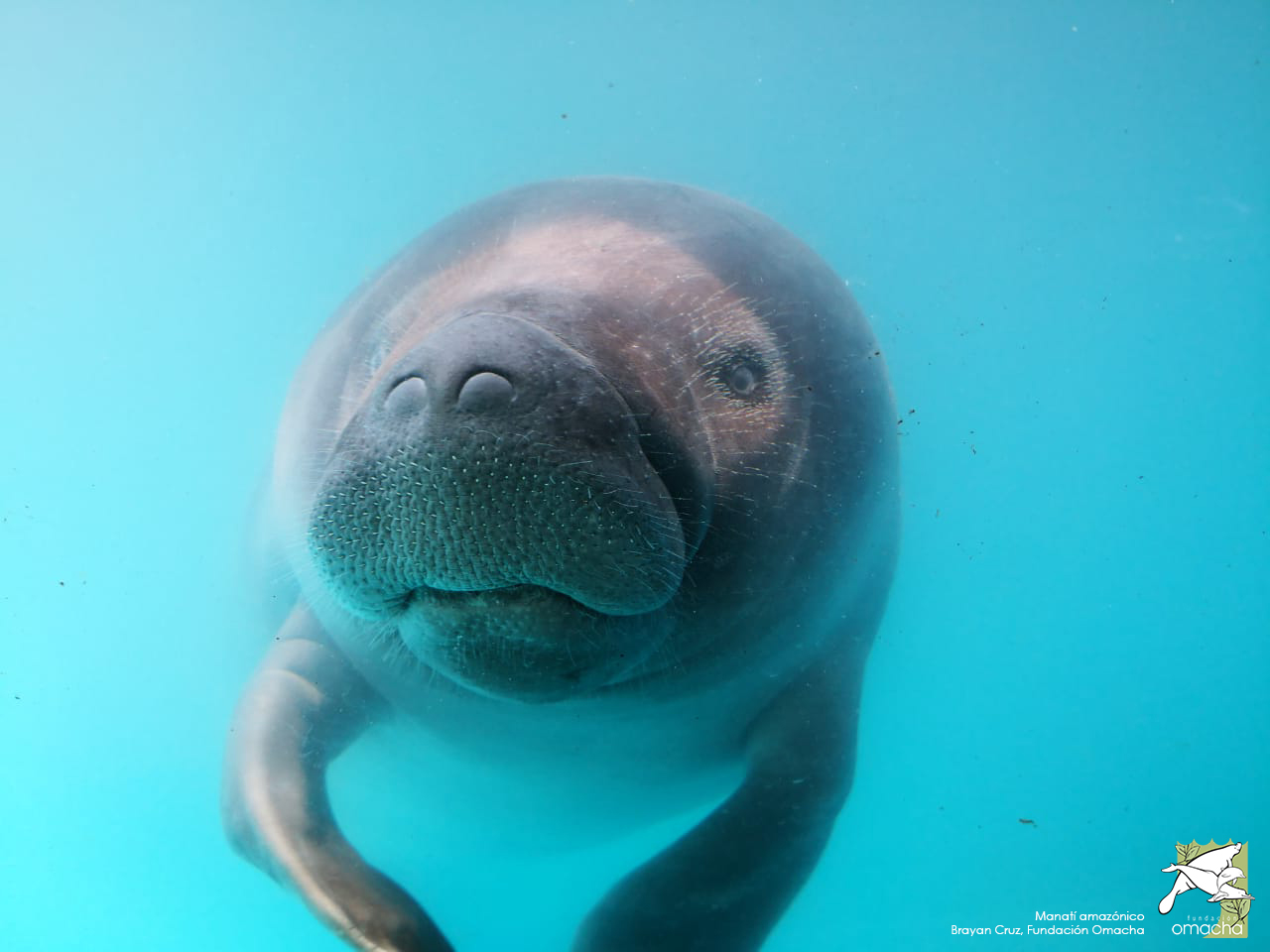 Colombia tiene dos especies de manatíes, los del Caribe y los amazónicos. Ambas están en grado de vulnerabilidad, según la Unión Internacional para la Conservación de la Naturaleza (IUCN, por su siglas en inglés). Foto: Trichechus inunguis_Fundacion Omacha, por Brayan Cruz.