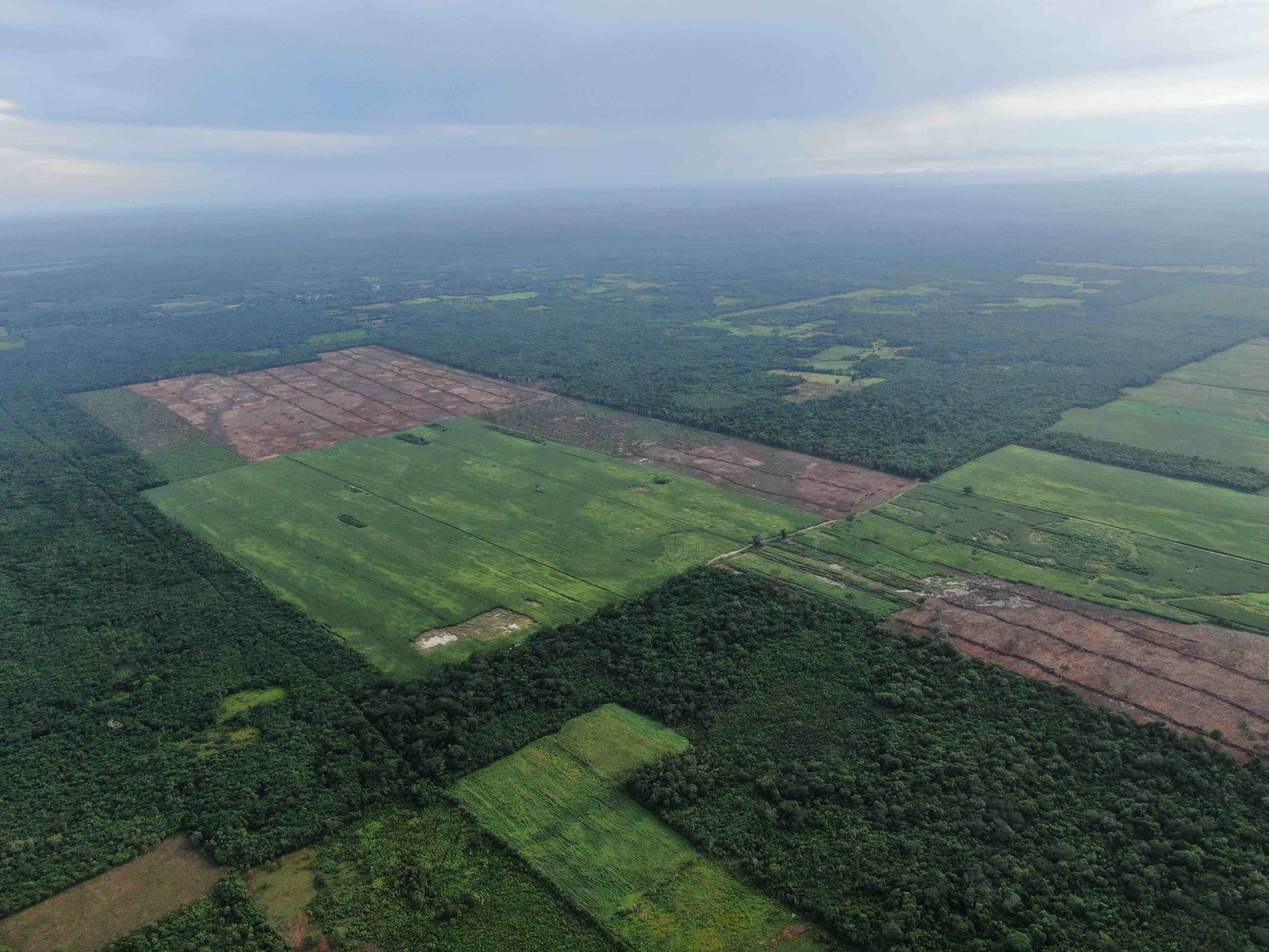 Mongabay Latam verified the expansion of the agricultural frontier in the ejido of San Fernando. Image by Robin Canul.