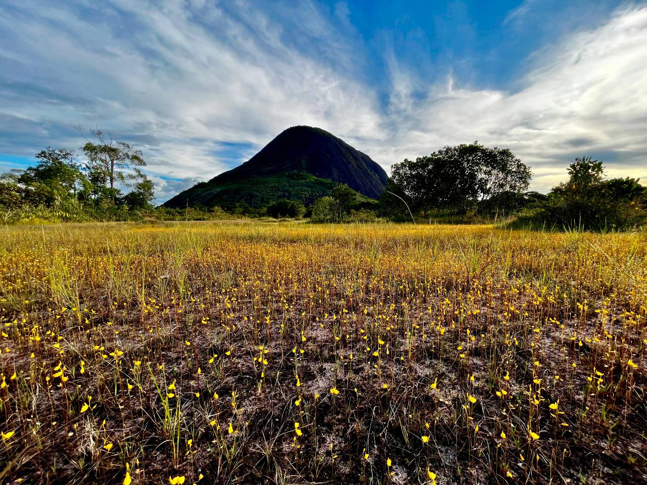 Quien vaya para el cerro Yapacana desde Colombia debe atravesar la Estrella Fluvial de Inírida, un lugar donde convergen los ríos Guaviare, Atabapo e Inírida. Allí se forma una especie de cruz de agua que termina desembocando en las aguas del Orinoco, un río que kilómetros más adelante abraza al cerro Yapacana. Crédito: Jose Guarnizo