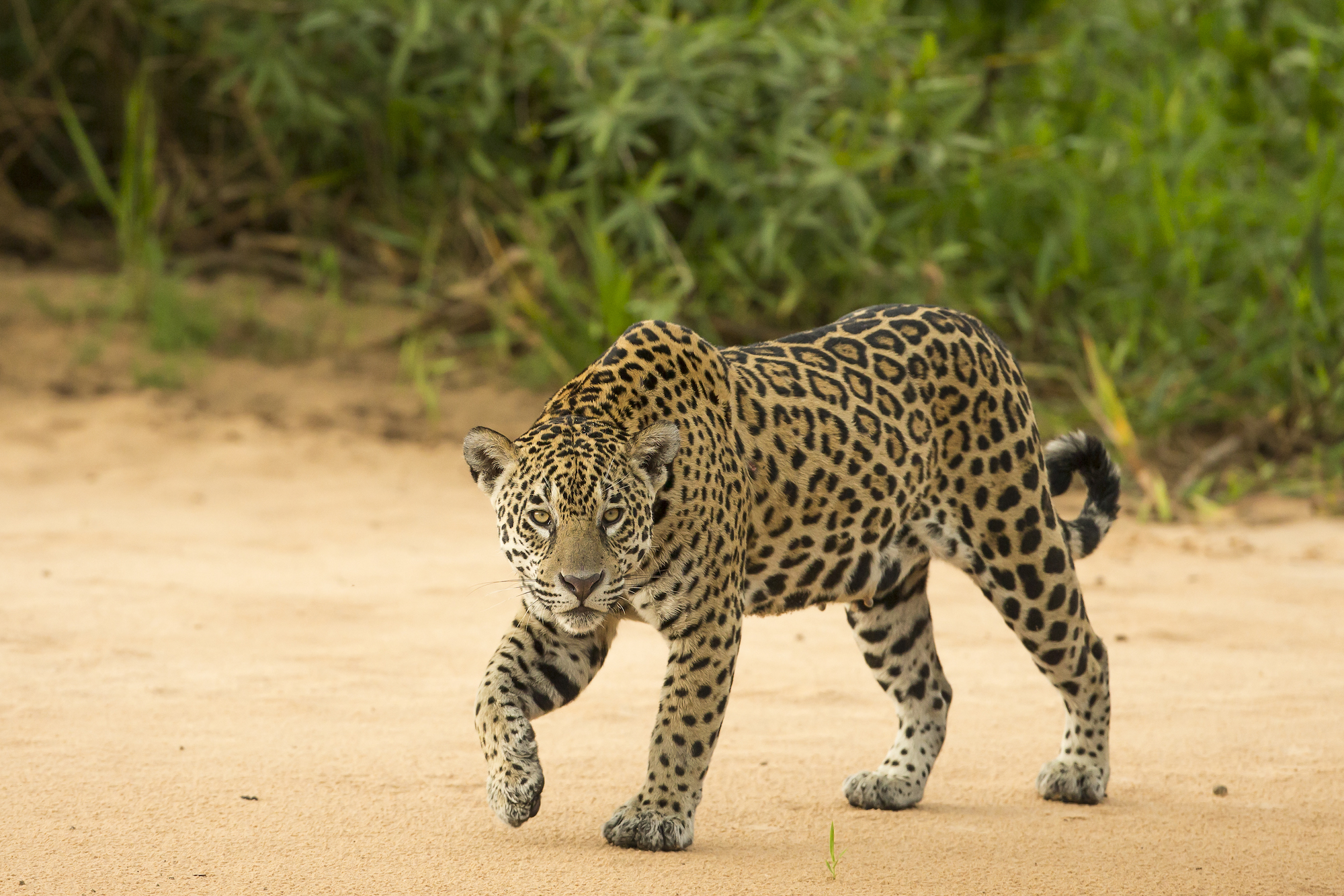 Jaguars in Suriname Poached for Traditional Chinese Medicine