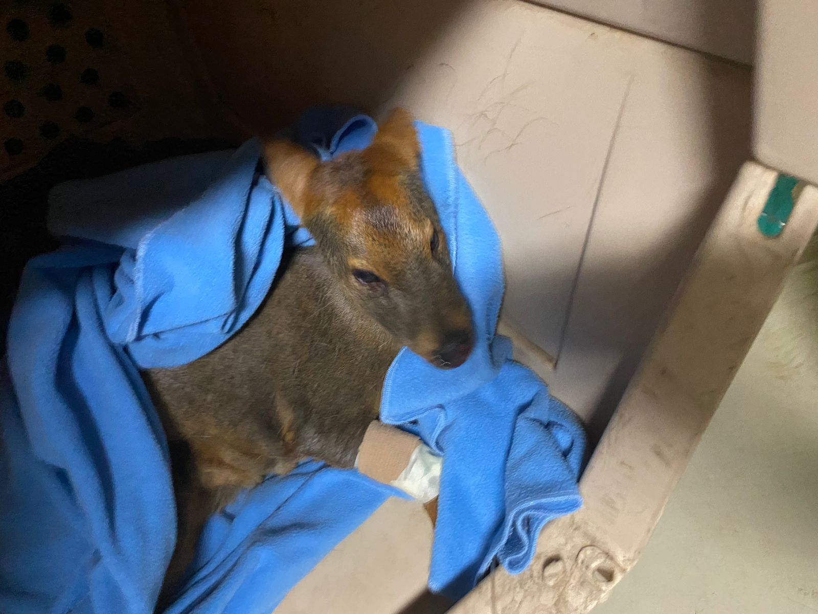 Incendios forestales afectan a la fauna en Chile