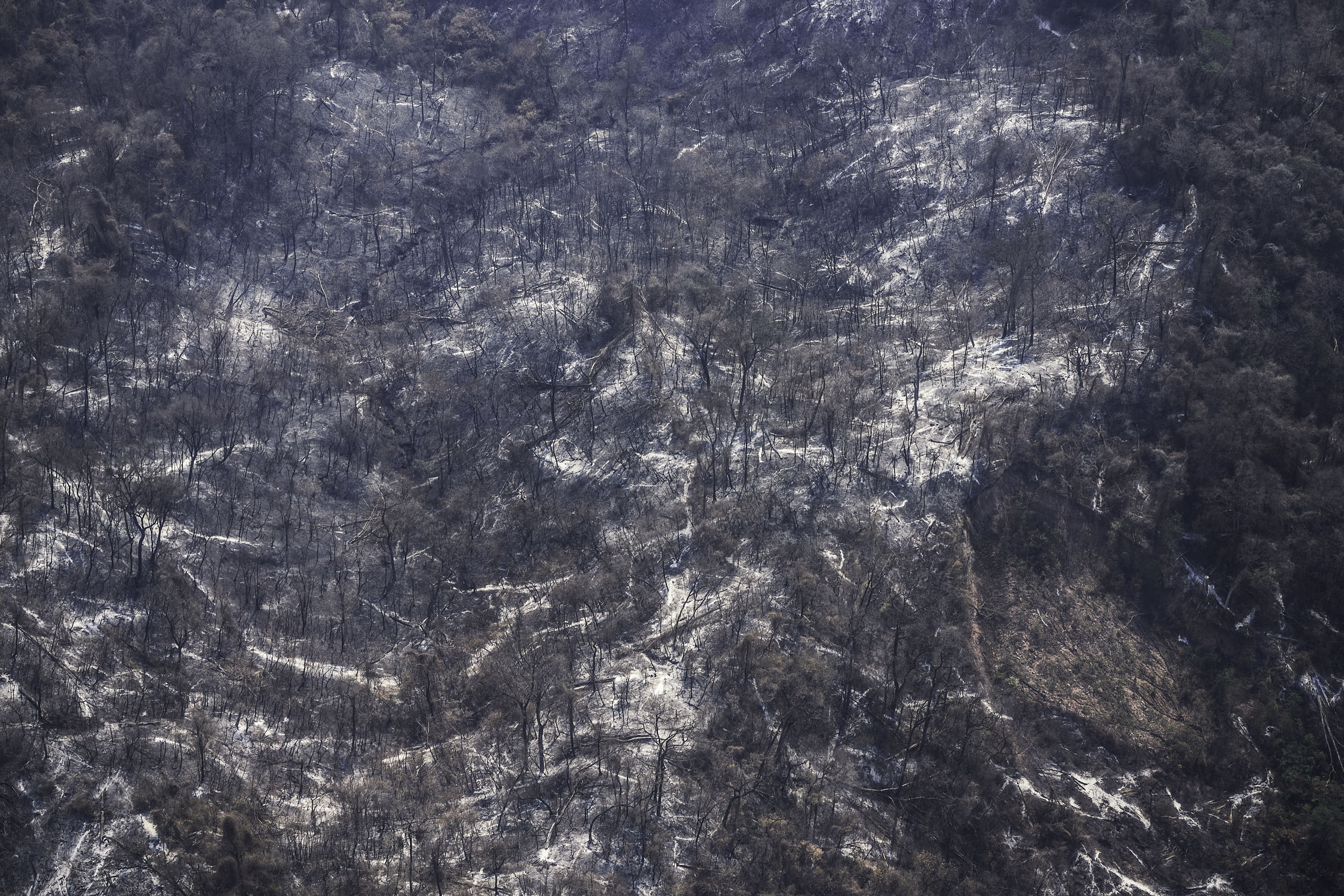 Yungas jungle reduced to ash. Image courtesy of Greenpeace.