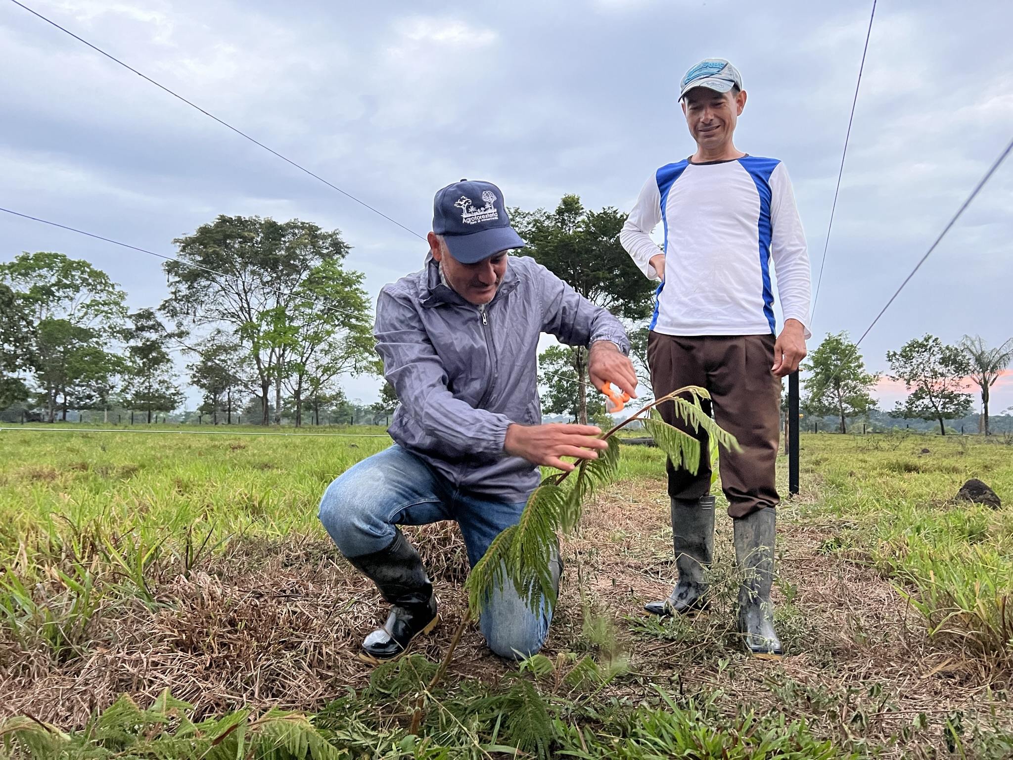 Todas las fincas han reforestado y aislado 6,6 kilómetros de los bordes de diferentes fuentes hídricas, y han sembrado cerca de 42 000 m² de corredores de conectividad, 32 000 metros lineales de cercas vivas y 33 hectáreas de sistemas agroforestales. Foto: María Fernanda Lizcano.