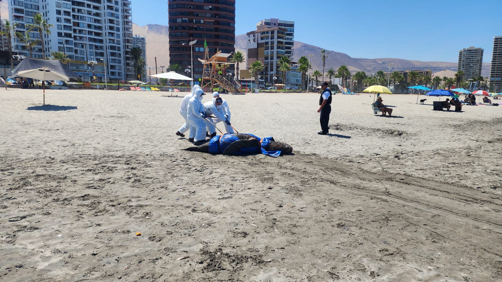 personal de Sernapesca monitorea las playas en busca de animales varados. Foto: Sernapesca.