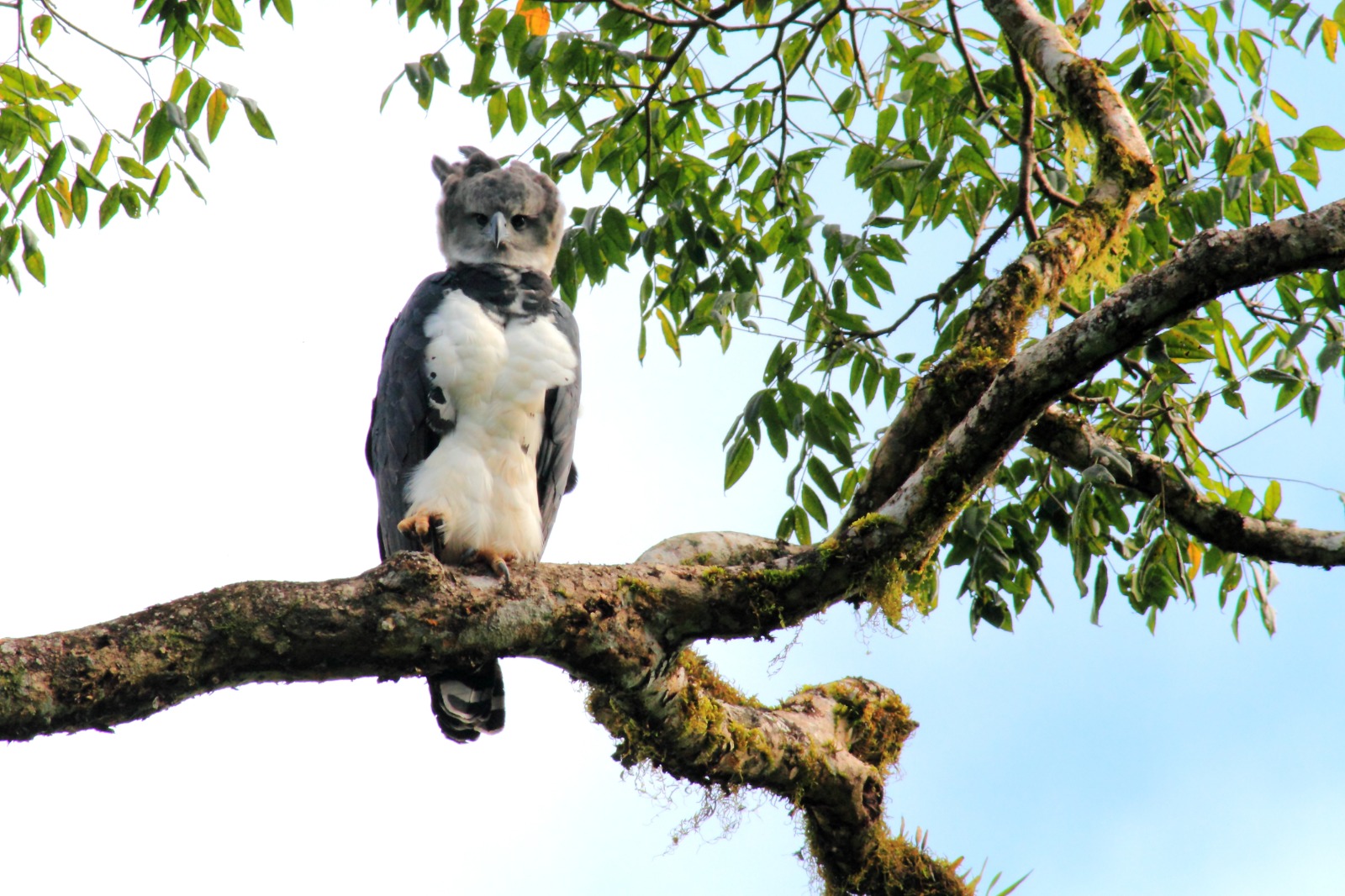 Águila Harpía (Harpia harpyja)