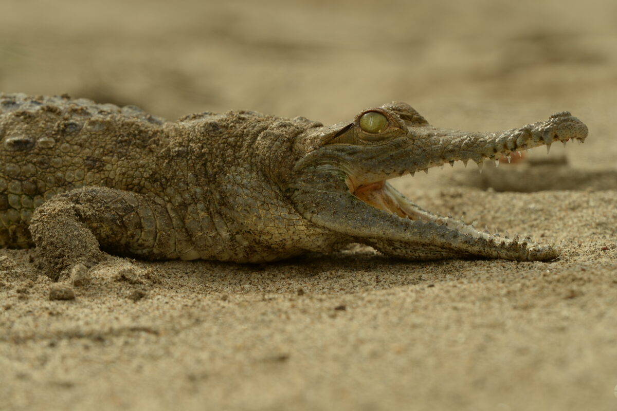 Cocodrilo del Orinoco. Foto: “EL PATO” Salcedo / WCS Colombia.