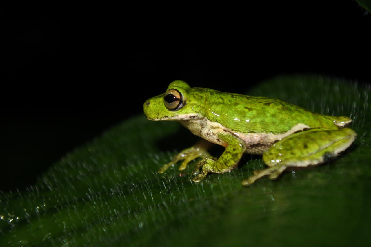 Chinantla/Oaxaca/México