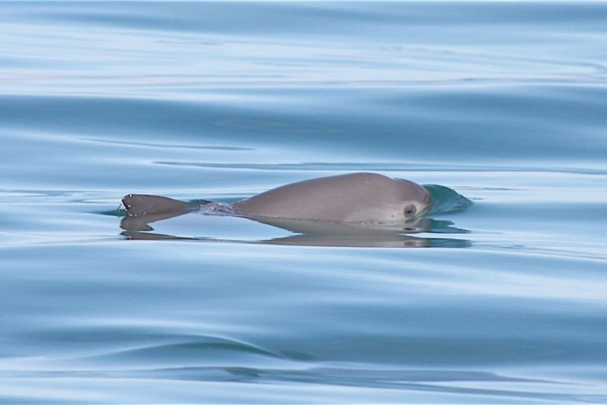 Vaquita marina nadando en el Alto Golfo de California