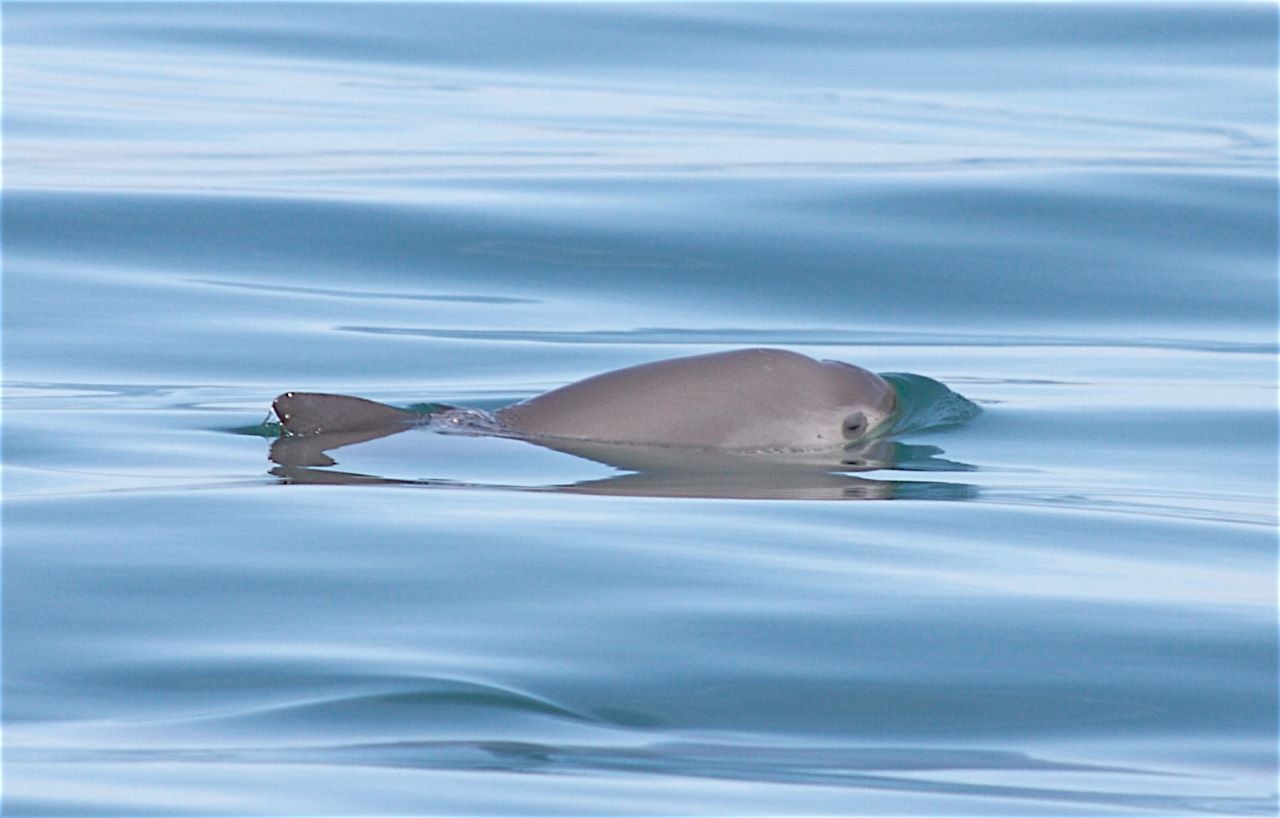 Vaquita marina nadando en el Alto Golfo de California